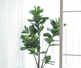 Natural 120cm Height Pandurata Artificial Ficus Tree Landing Plant