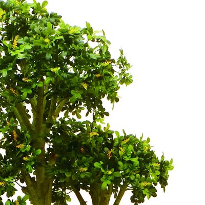 China Wholesale Boxwood Tree Decoration Plant Artificial Boxwood Tree Bonsai For Decoration