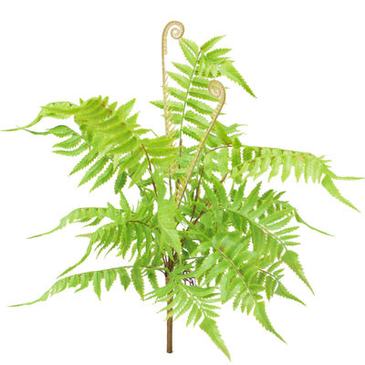 Theme Park Artificial Landscape Trees Fern Bush 20-40cm Natural Looks Realistic