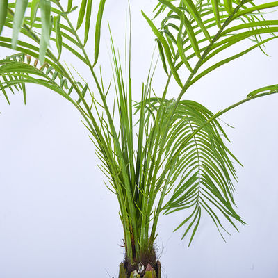 190cm Artificial Plants Phoenix Palm Tree Evergreen Indoor Palm Tree Rainstorm Style Palm Tree