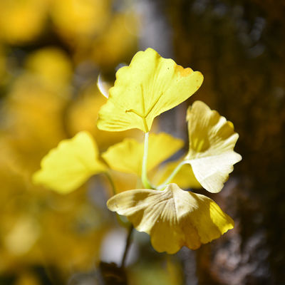 Nearly Natural Finished Artificial Ginkgo Tree 10 Foot Green Plant Plastic Nursery