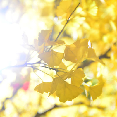 Nearly Natural Finished Artificial Ginkgo Tree 10 Foot Green Plant Plastic Nursery