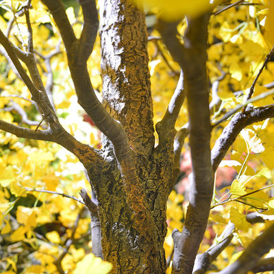 Nearly Natural Finished Artificial Ginkgo Tree 10 Foot Green Plant Plastic Nursery