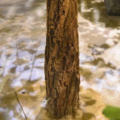 Evergreen Artificial Ginkgo Tree Natural Color Outdoor Anti UV Plants