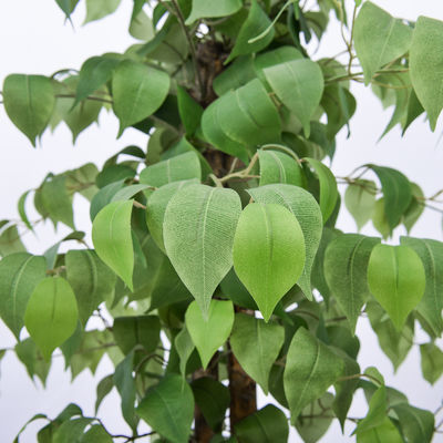 4 Or 5 Feet Potted Plants Artificial Ficus Office Decoration Natural Shape