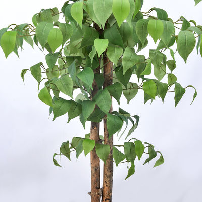 4 Or 5 Feet Potted Plants Artificial Ficus Office Decoration Natural Shape