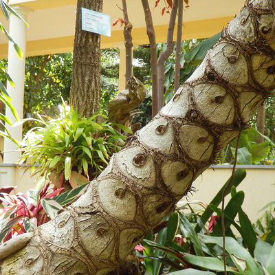 180cm High Artificial Philodendron Evergreen Real Touch Leaves No Caring Potted Plant