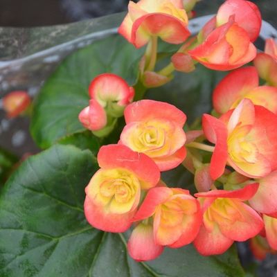 Lifelike Stunning 85cm Tall Artificial Potted Flower Geranium Outdoor Decorative