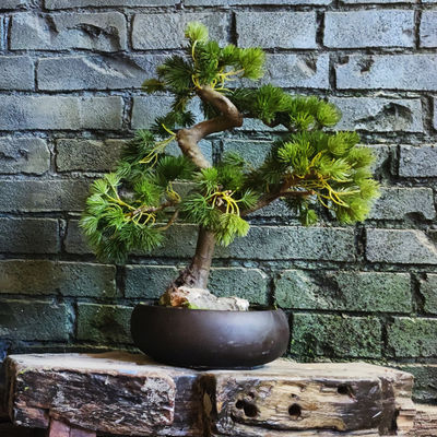 Custom Size Artificial Bonsai Office Silk Potted Palnts Desk Decoration Vibe Green Plants