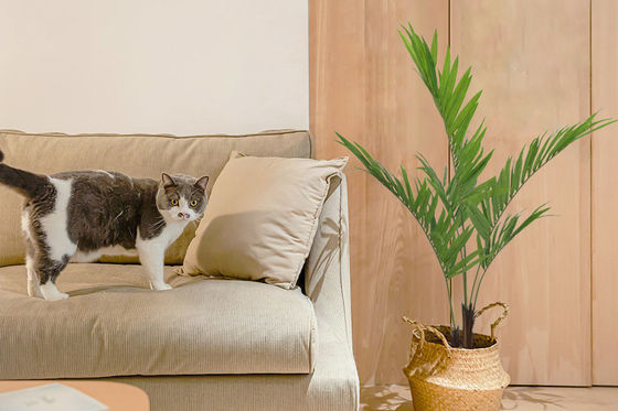 Eco Friendly Artificial Kenita Palm Tree Outdoor Decoration