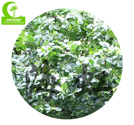 H400cm Landscape Artificial Trees , Artificial Pittosporum For Amusement Park