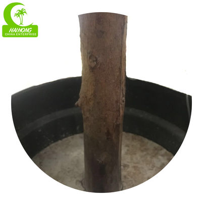 H160cm Artificial Potted Floor Plants , Silk Olive Tree Anti Aging