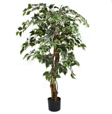 175cm Natural Trunk Artificial Variegated Ficus Tree