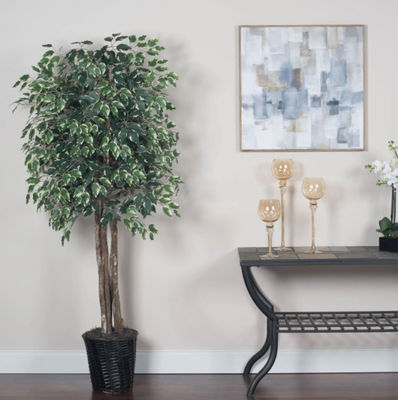175cm Natural Trunk Artificial Variegated Ficus Tree